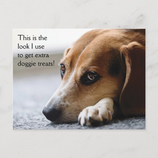 Beagle "Extra Doggie Treats" postcard (Front)