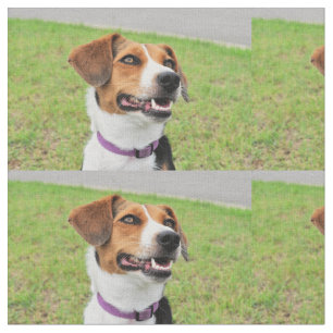 Beagle Fabric