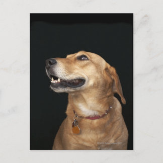 Beagle Golden Lab Mix looking to the side Postcard