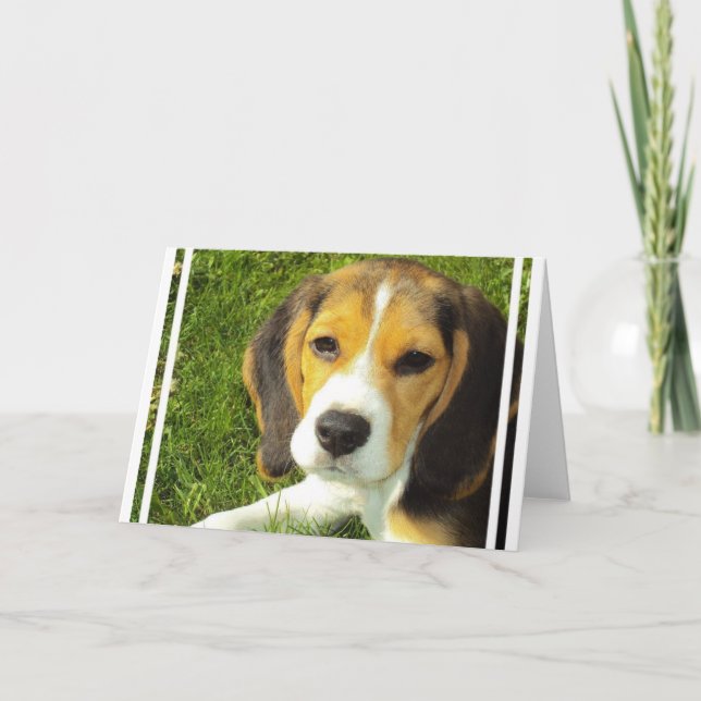 Beagle Greeting Cards (Front)