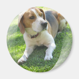 Beagle Hound Dog Round Magnet