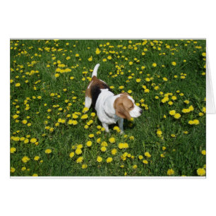 beagle in dandilions.png