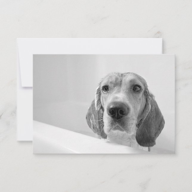 Beagle in the Bathtub (Front)