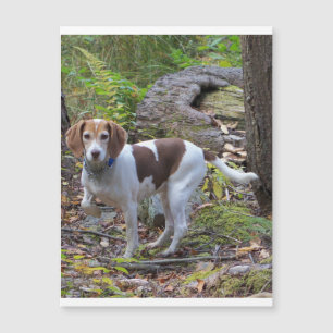 beagle in woods.png