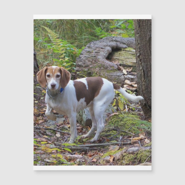 beagle in woods.png (Front)