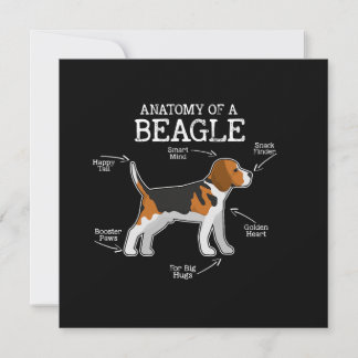 Beagle Lovers/ Anatomy Of A Beagle