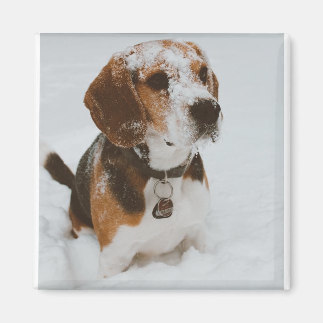 beagle magnet (Front)