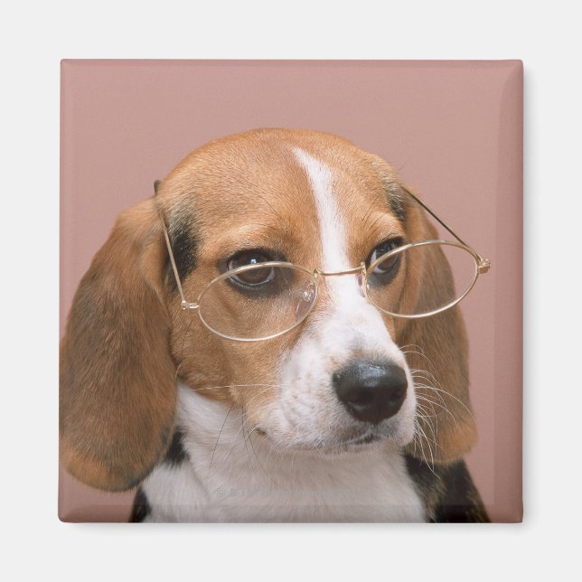 Beagle Magnet (Front)