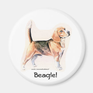 Beagle Magnet