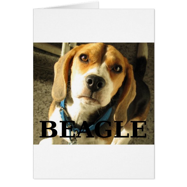 beagle pic w name (Front)