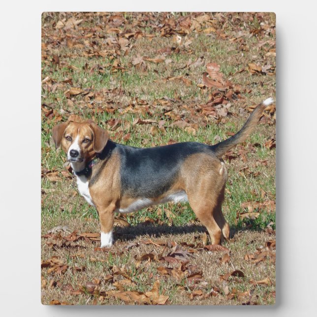Beagle Plaque (Front)