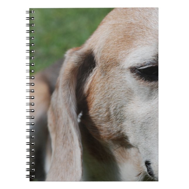 beagle portrait spiral notebook (Front)