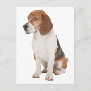 Beagle Postcard