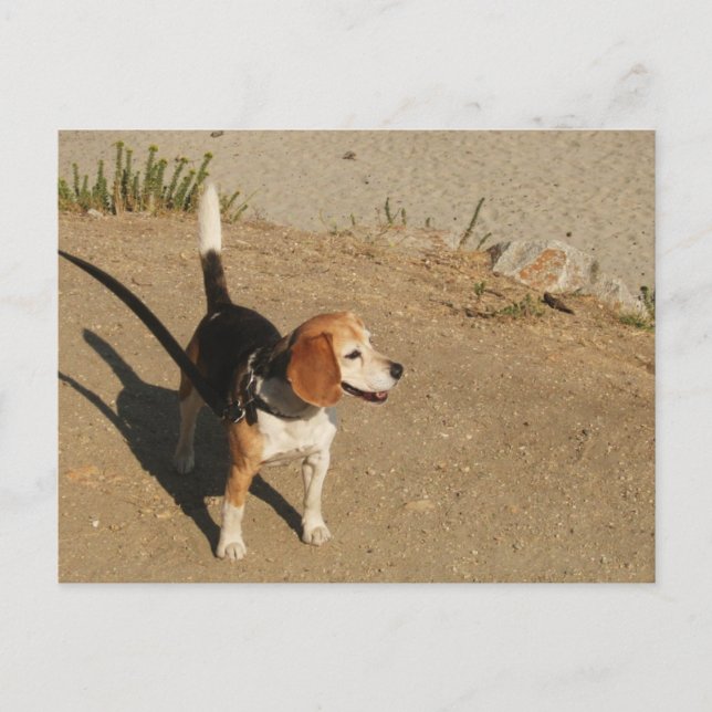 Beagle Postcard (Front)