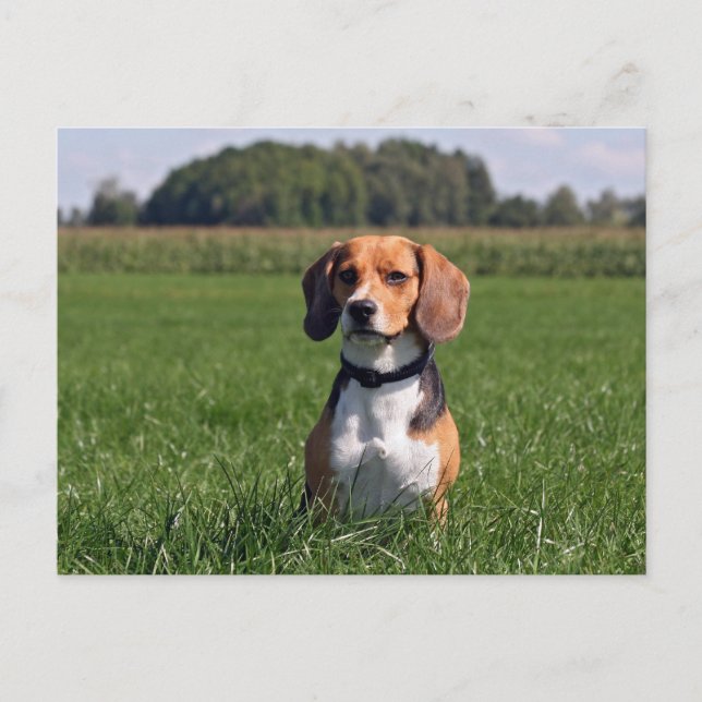 beagle postcard (Front)