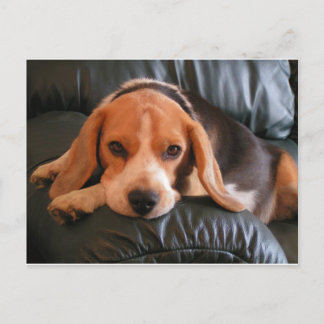 Beagle Postcard