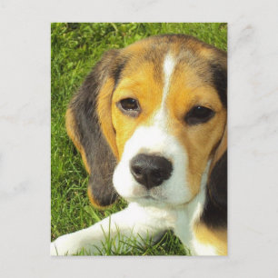Beagle Postcard