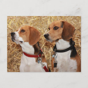 beagle postcard