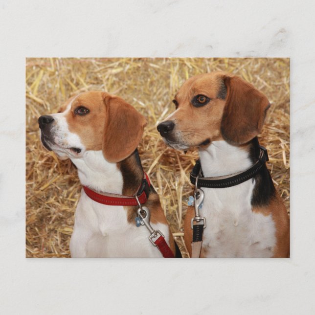 beagle postcard (Front)