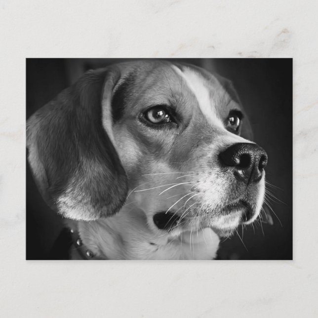 Beagle Postcard (Front)