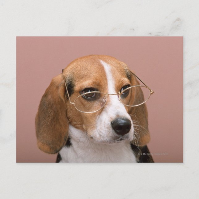 Beagle Postcard (Front)