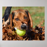Beagle Pup Leaf On Nose & Tennis Ball