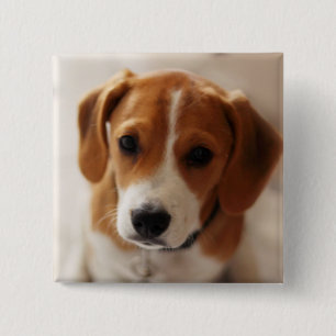Beagle Puppy 2 15 Cm Square Badge
