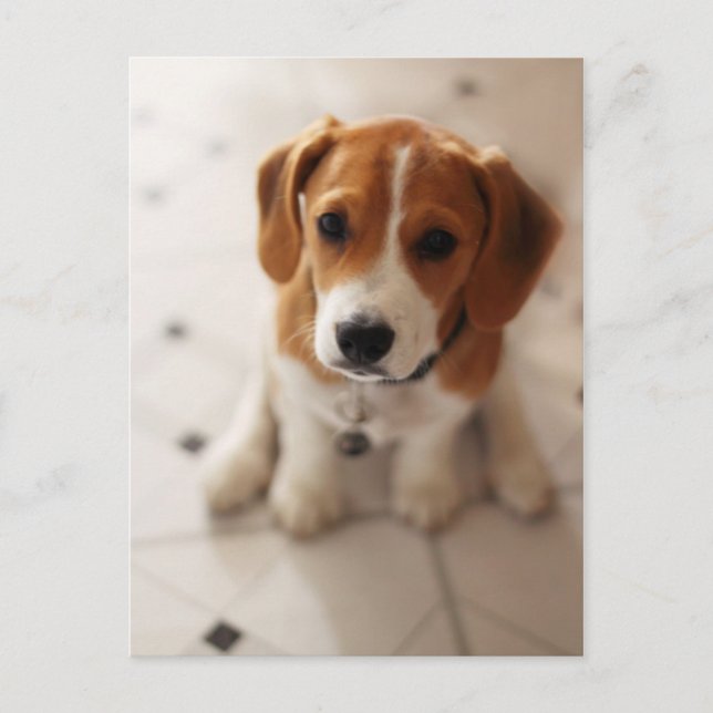 Beagle Puppy 2 Postcard (Front)