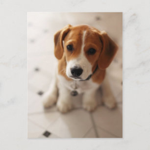 Beagle Puppy 2 Postcard