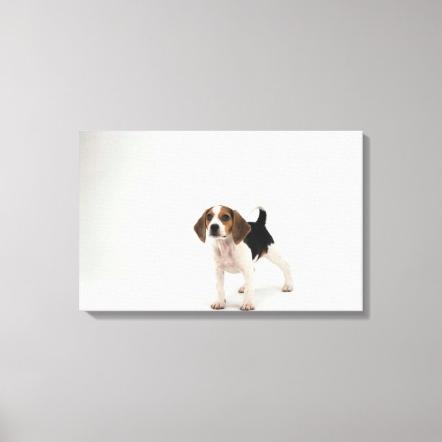 Beagle puppy canvas print (Front)