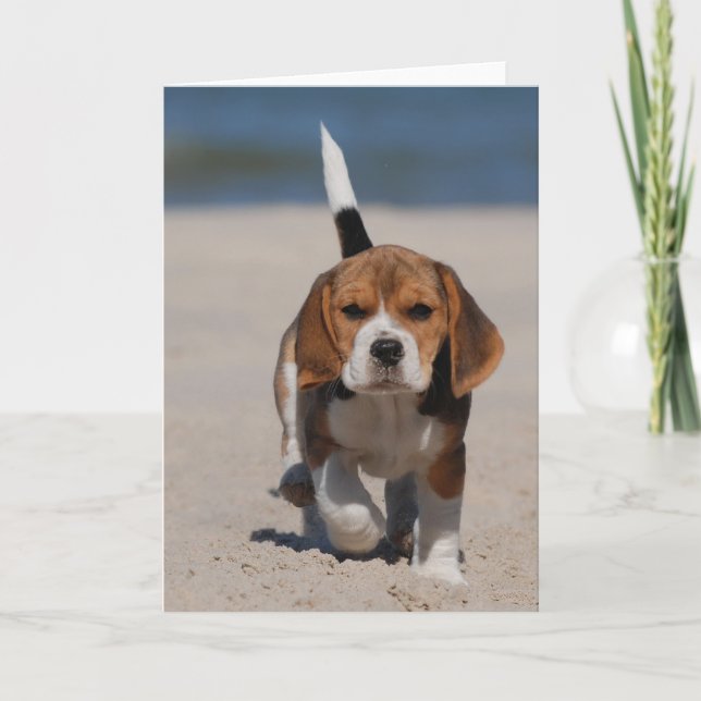 Beagle puppy card (Front)