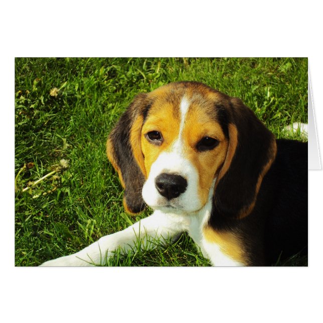 Beagle Puppy Card (Front Horizontal)