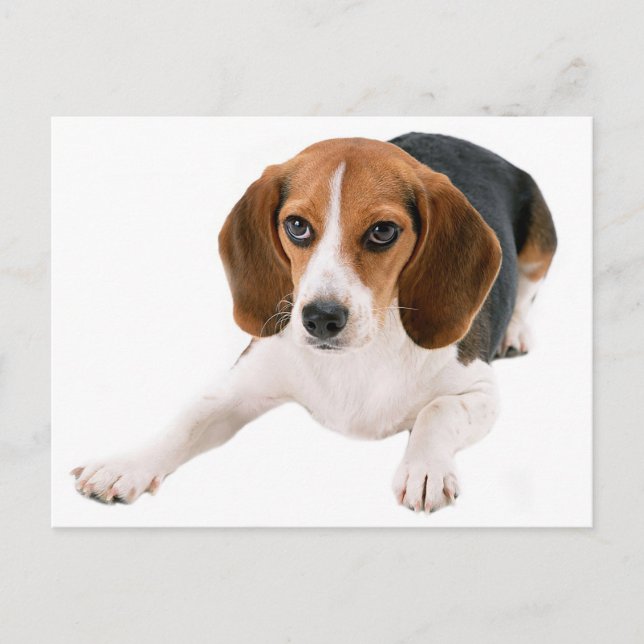 Beagle Puppy Dog Blank Hello, Thank you,  Miss You Postcard (Front)