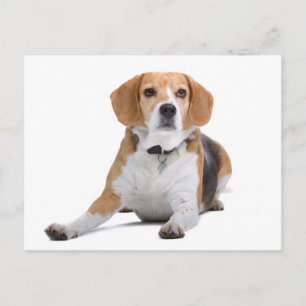 Beagle Puppy Dog Greeting Post Card