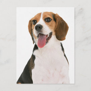 Beagle Puppy Dog Greeting Post Card