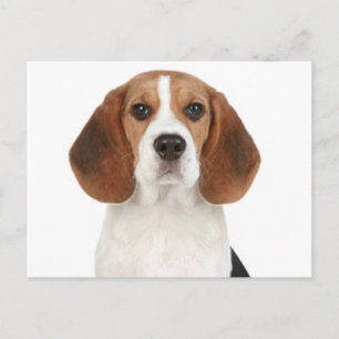 Beagle Puppy Dog Greeting Post Card