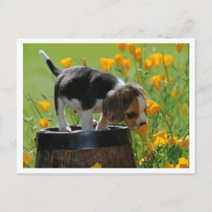 Beagle Puppy Dog Greeting Post Card