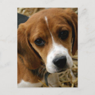 Beagle Puppy Dog Greeting Post Card