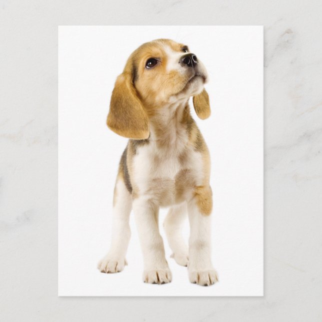 Beagle Puppy Dog Greeting Post Card (Front)
