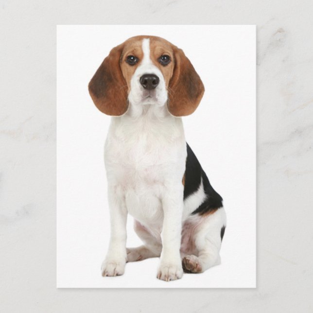 Beagle Puppy Dog Greeting Post Card (Front)