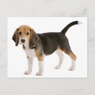 Beagle Puppy Dog Greeting Post Card
