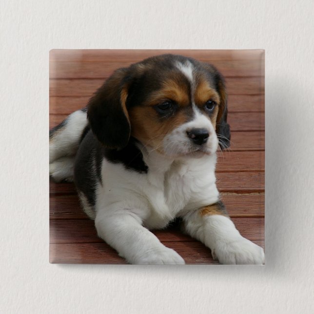 Beagle Puppy Dog Square Pin (Front)