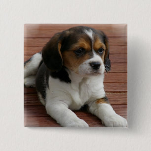 Beagle Puppy Dog Square Pin