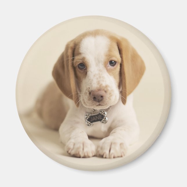 Beagle Puppy Magnet (Front)