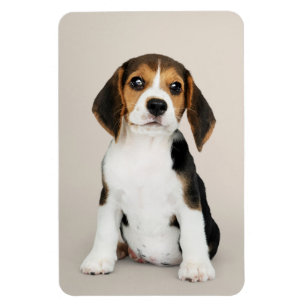 Beagle Puppy, Oh So Cute Magnet