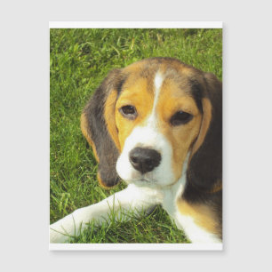 beagle puppy.png