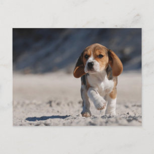 Beagle puppy postcard