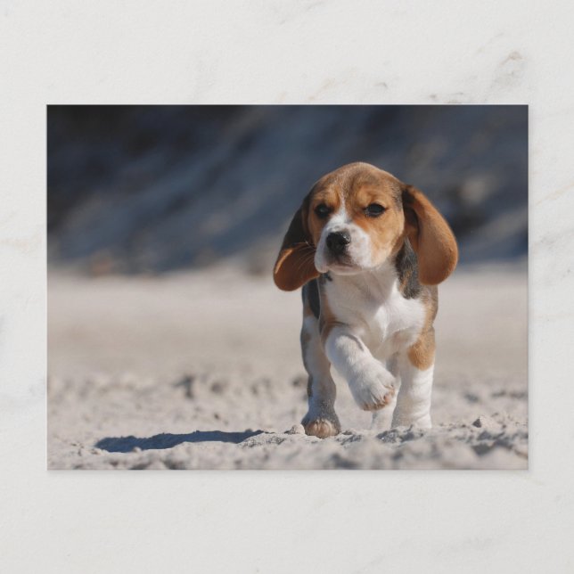 Beagle puppy postcard (Front)