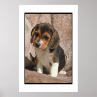 Beagle Puppy Poster