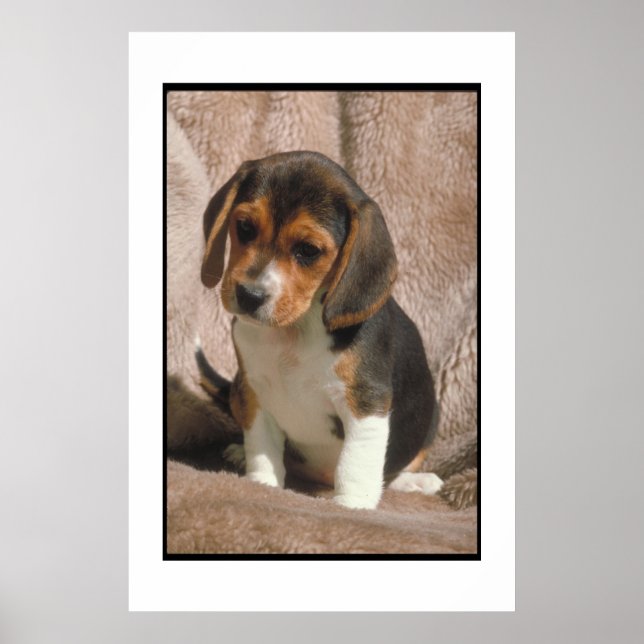 Beagle Puppy Poster (Front)